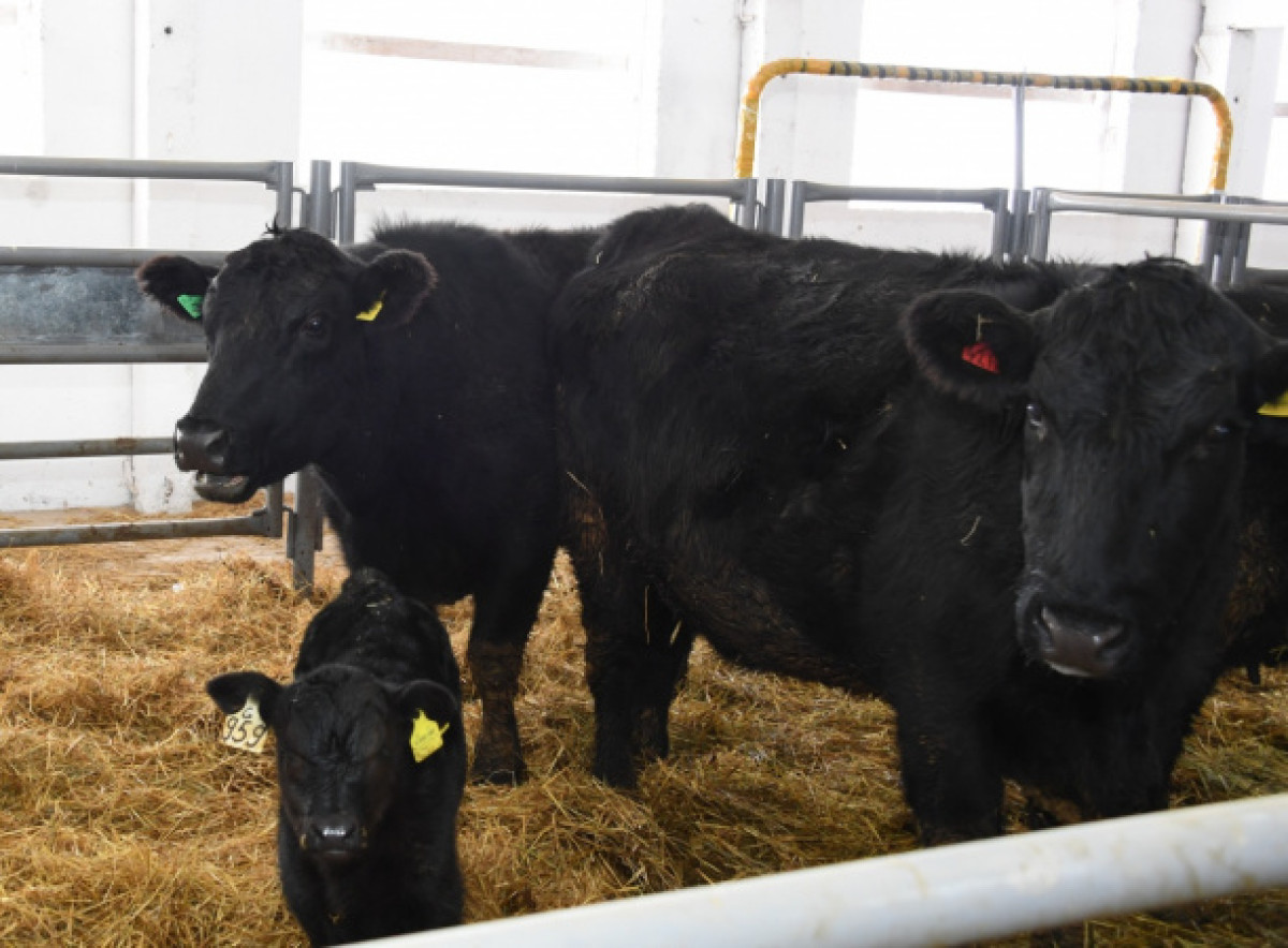 Около 50 тонн мяса КРС экспортировано из Алматинской области в Иран