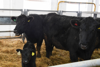 Фотография к новости: Около 50 тонн мяса КРС экспортировано из Алматинской области в Иран