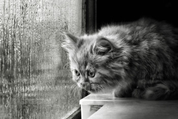 Фотография к новости: Дожди обещают синоптики казахстанцам 2 июня