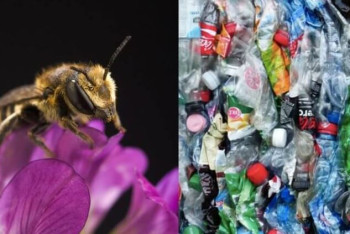 Фотография к новости: Пчёлы начали строить гнезда полностью из пластиковых отходов