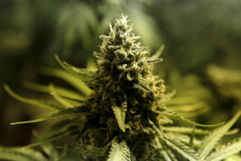 Фотография к новости: Жамбылская полиция задержала мужчину со 160 кг марихуаны