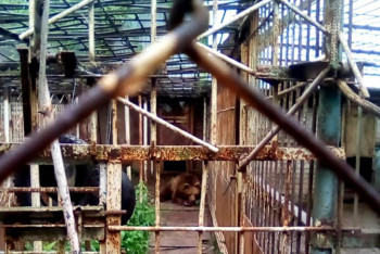 Необычная заключённая из колонии обживается в зоопарке СКО