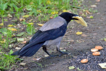 Фотография к новости: Агрессивные вороны нападают на жителей Атырау