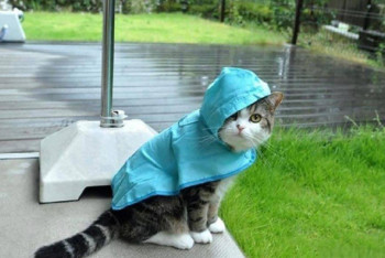 Фотография к новости: Синоптики рассказали о погоде в Казахстане 13 июня