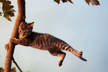 Фотография к новости: Гроза, град и сильная жара ожидаются в нескольких регионах РК