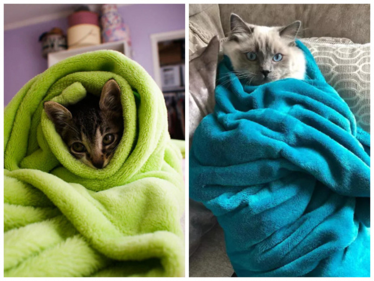  luna.and.ginny.the.cats и stanandlana