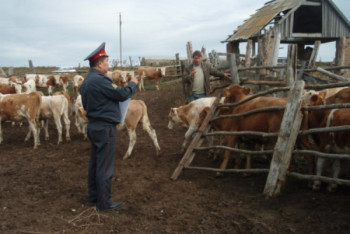 Как полицейские работают "пастухами" у фермеров