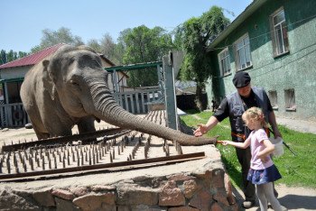 Фотография к новости: В Алматинском зоопарке отмечают всемирный день защиты слонов