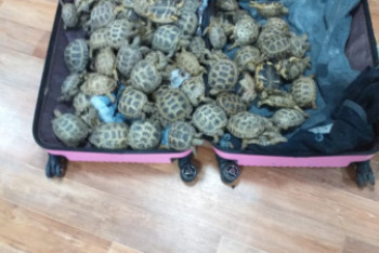 Фотография к новости: "Живую контрабанду" задержали на границе Казахстана 