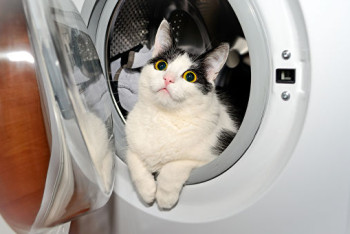 Фотография к новости: Кот пережил часовую стирку в стиральной машине