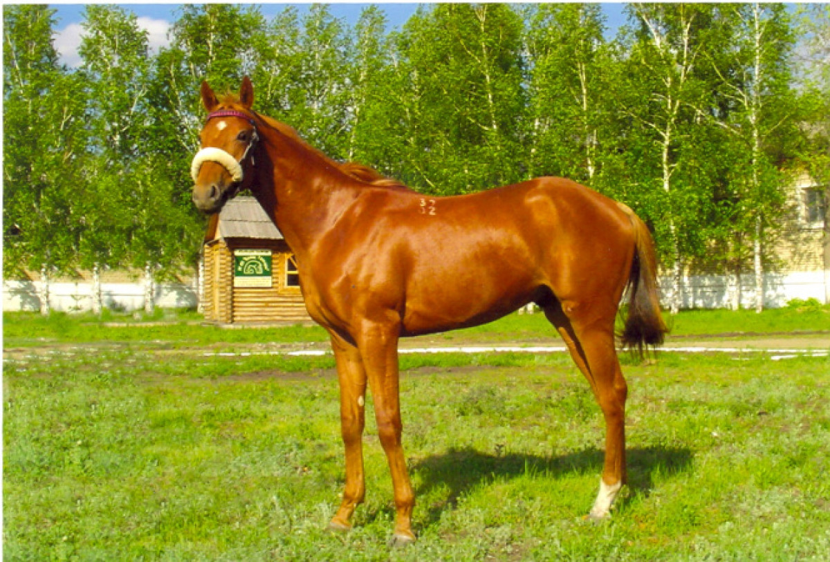 Адайские тулпары Бумер и Манмангер отправятся на международные соревнования в Москву