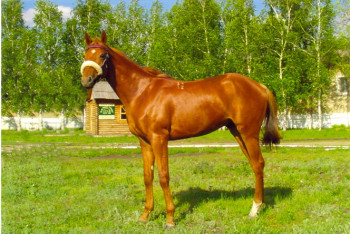 Адайские тулпары Бумер и Манмангер отправятся на международные соревнования в Москву