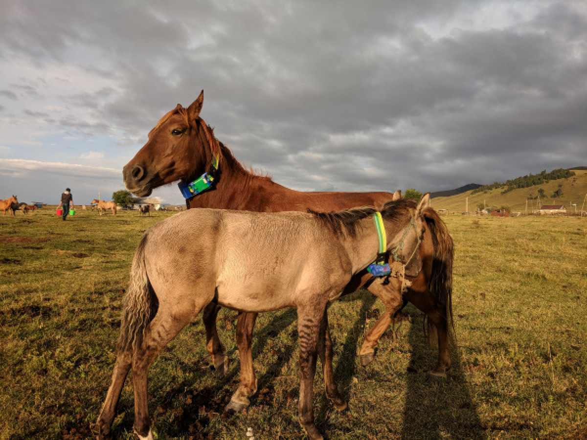 GPS-проект для отслеживания скота запустили в Казахстане