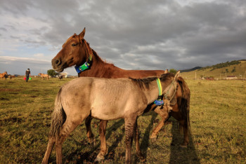 Фотография к новости: GPS-проект для отслеживания скота запустили в Казахстане