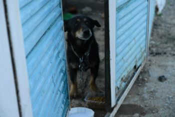 Фотография к новости: Волонтеры позаботились об оставшихся без хозяев животных в Арыси 