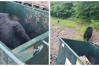 Фотография к новости: Житель США поймал с поличным медведя-бомжа