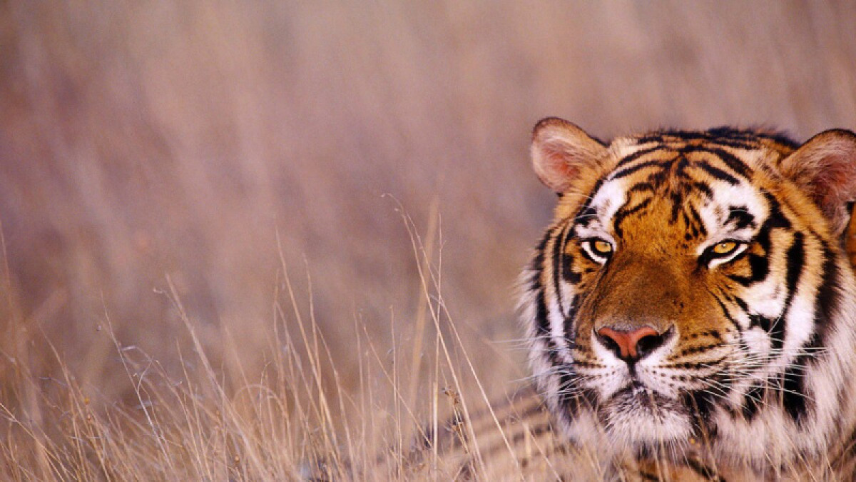 В Казахстан вернут опасного хищника, истребленного полвека назад