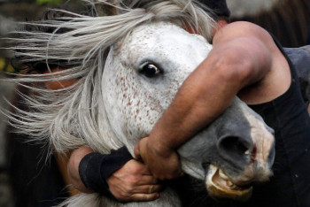 Фотография к новости: За 120 минут задержали скотокрада в Павлодарской области