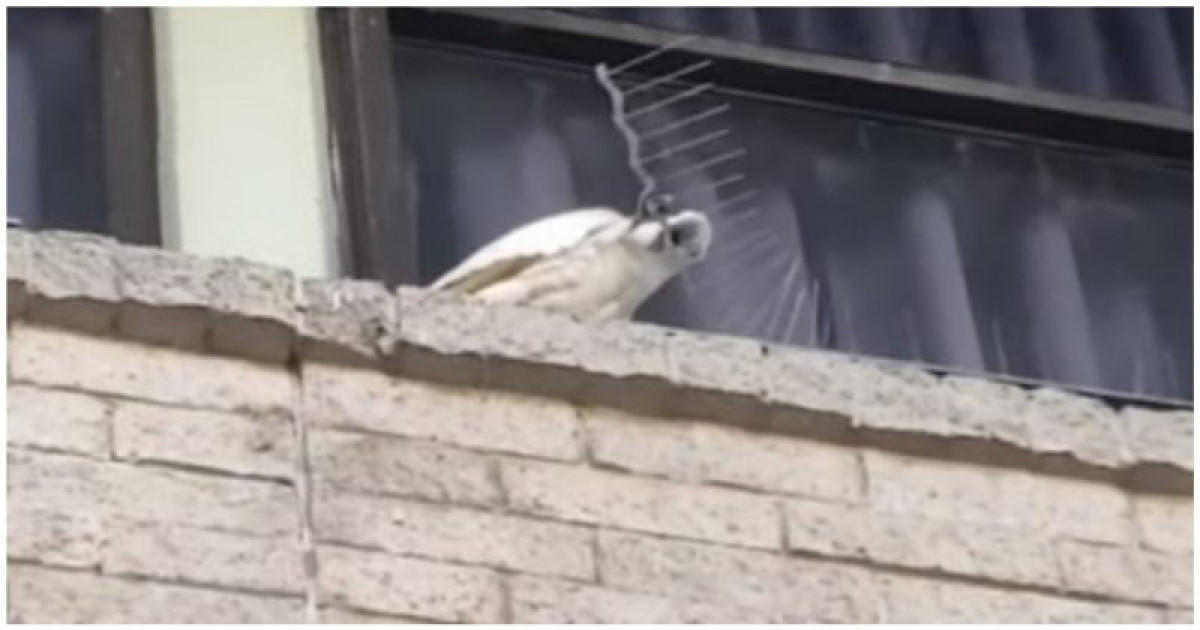 Какаду-бунтарь объявился в Австралии