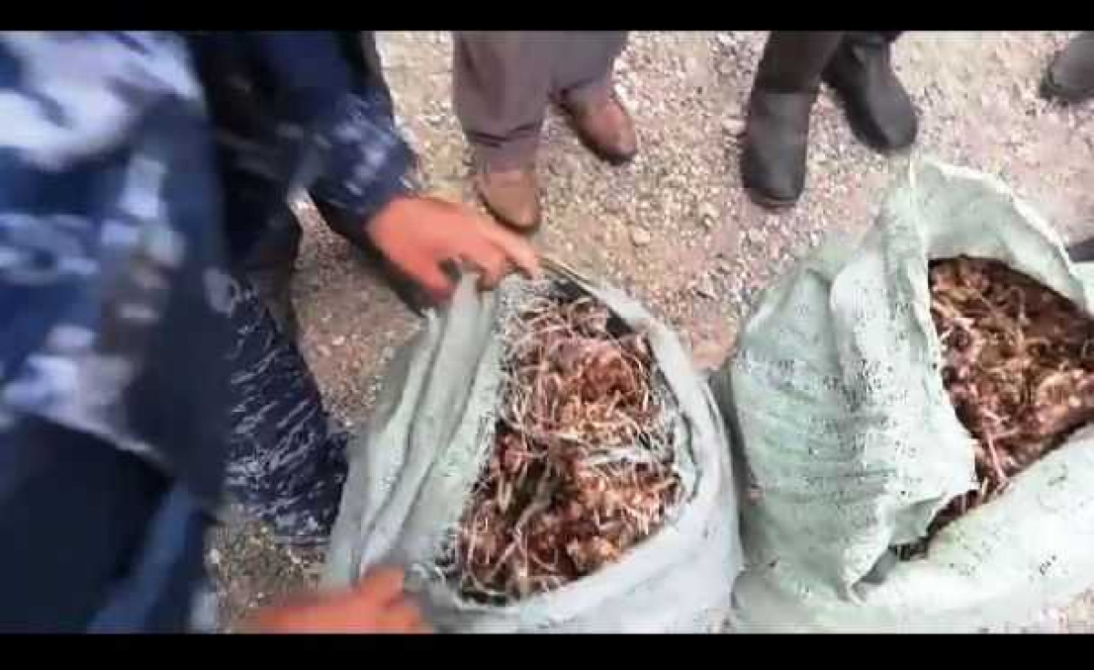 Группу, выкопавшую 42 мешка "золотого корня", задержали в ВКО  