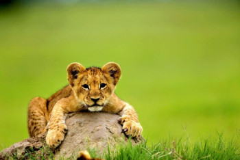 Фотография к новости: В Алматинском зоопарке рассказали о причине смерти двух львят