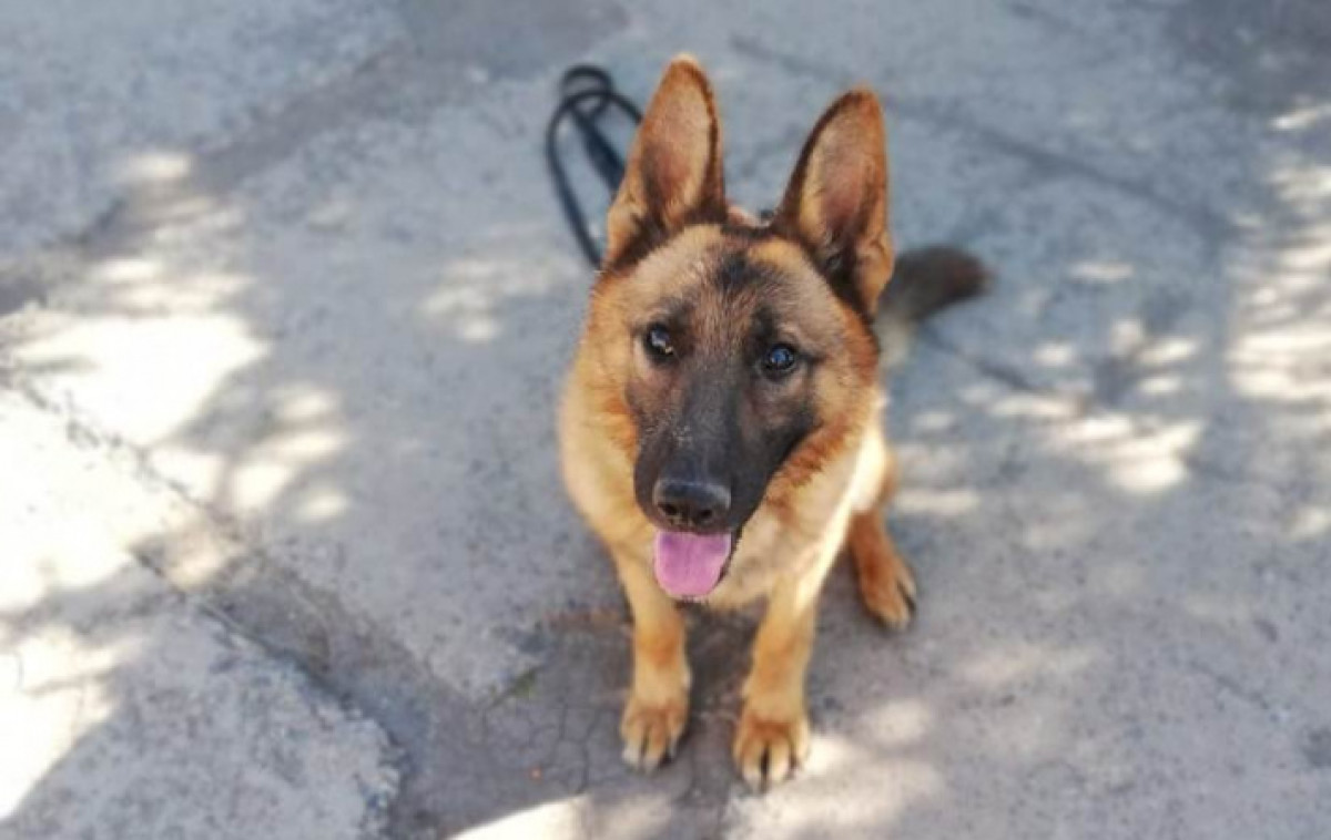 ДП Акмолинской области