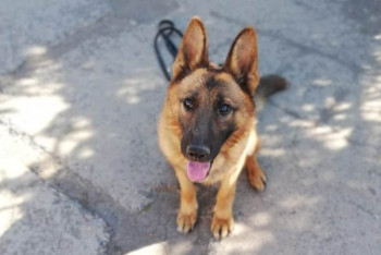 Фотография к новости: Пёс по кличке Дозор помог задержать наркодилера в Кокшетау