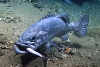 Фотография к новости: Может ли обычная рыба проглотить целую акулу?