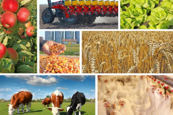 К 2025 году экспорт продукции АПК вырастет до 5 млрд долларов