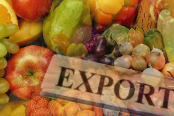 Фотография к новости: Казахстанский предприниматель наладил экспорт овощей в Россию