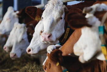 Фотография к новости: Алматинская и Туркестанская области лидируют в животноводческой сфере 