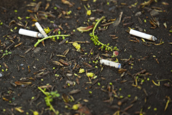 Фотография к новости: Как брошенная на землю сигарета влияет на окружающую среду