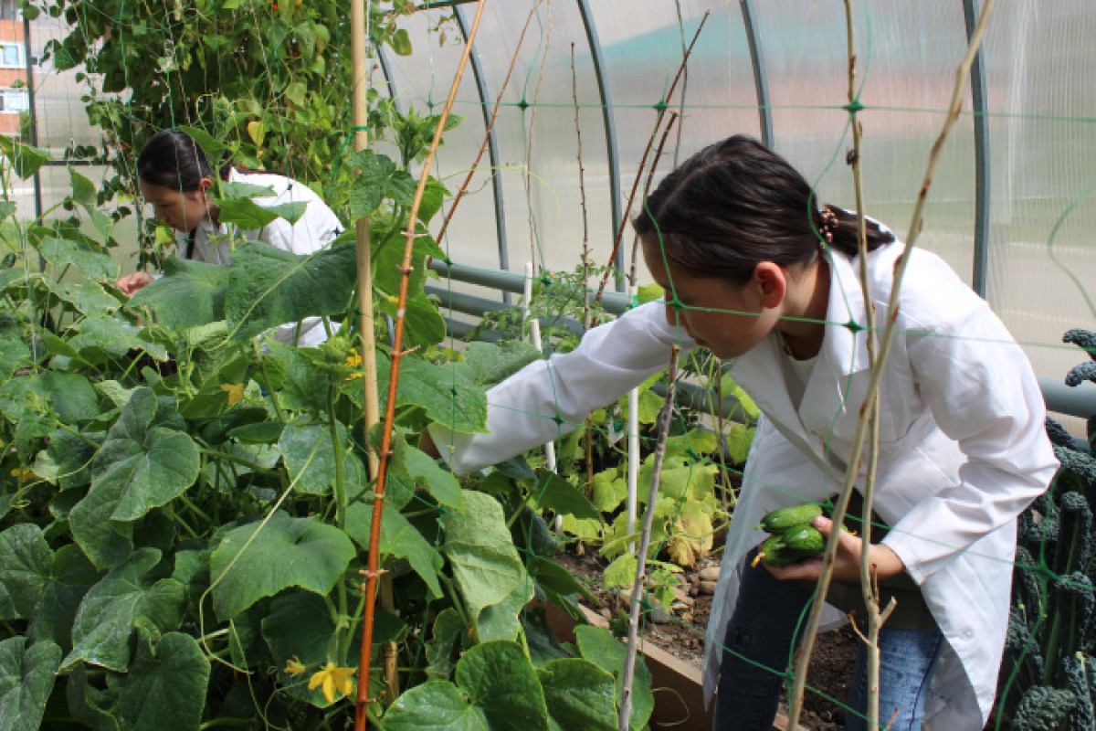 Актюбинские школьники выращивают овощи для своей столовой