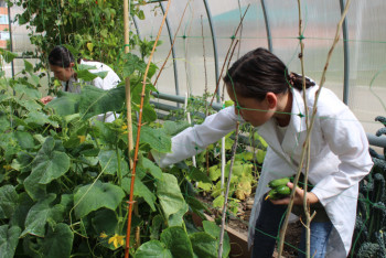 Актюбинские школьники выращивают овощи для своей столовой
