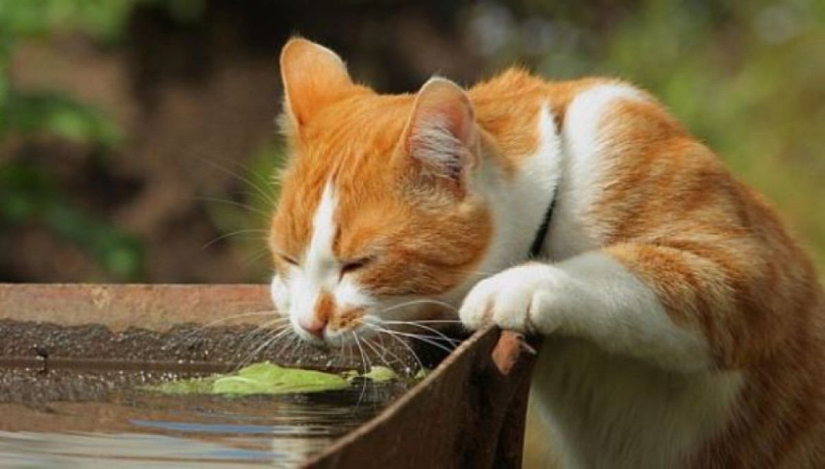 из открытых источников