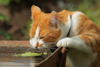 Фотография к новости: В столице и четырёх регионах Казахстана ожидается сильная жара