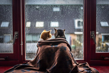 Фотография к новости: Дожди и грозы обещают в ряде регионов Казахстана 22 июля