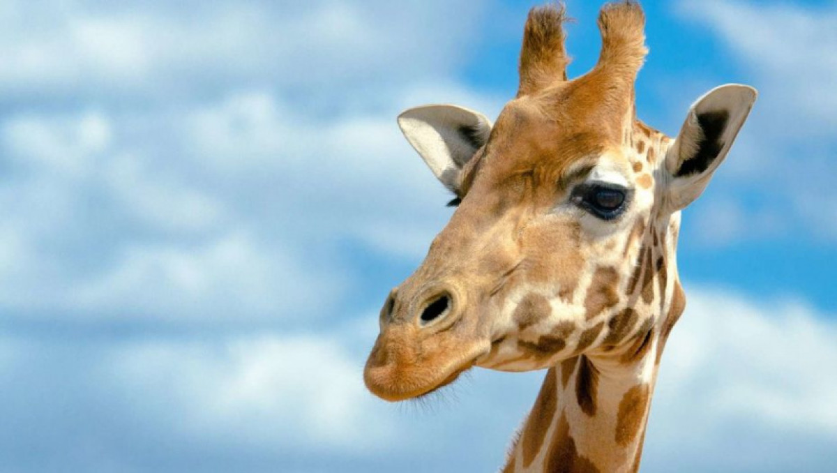 В Алматинском зоопарке умерла жирафа по кличке Алма