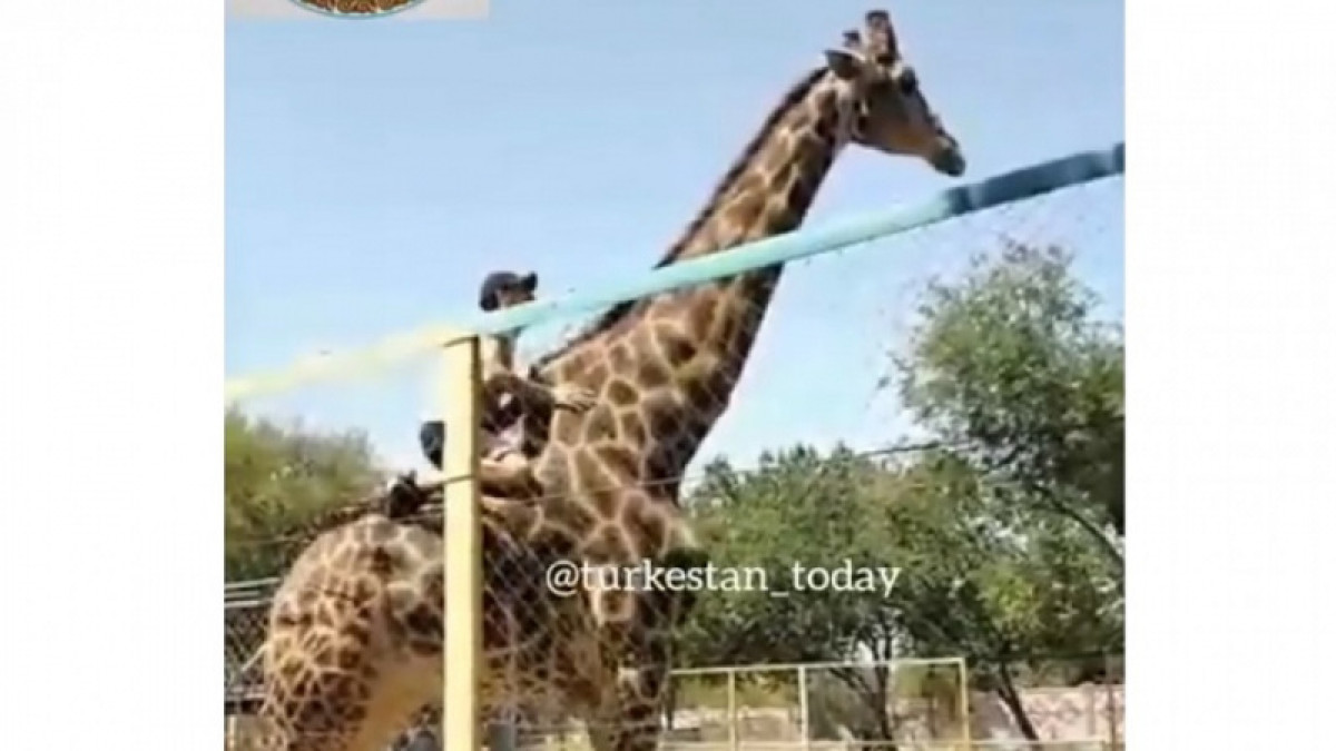 скриншот из видео 