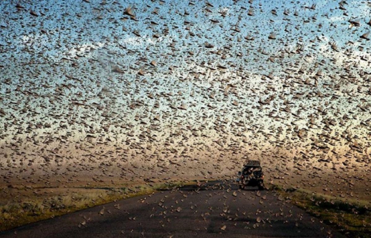 В Минсельхозе опровергли слухи о нашествии саранчи в Актобе и Костанае