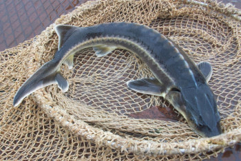 Фотография к новости: Свыше 10 млн тенге выплатят рыбаки в ЗКО за незаконный вылов осетра 