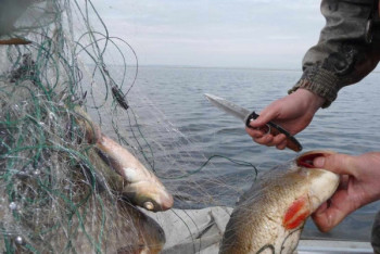 Фотография к новости: Токаев поручил пресечь деятельность браконьерской ОПГ на озере Маркаколь 
