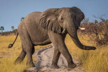 Фотография к новости: Ученые: исчезновение слонов приведет к увеличению выбросов углекислого газа в атмосферу