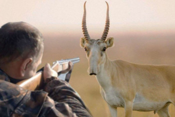 Фотография к новости: Суд санкционировал арест подозреваемого в убийстве инспектора «Охотзоопрома»