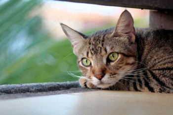 Фотография к новости: Неустойчивая погода сохранится в Казахстане 5 августа