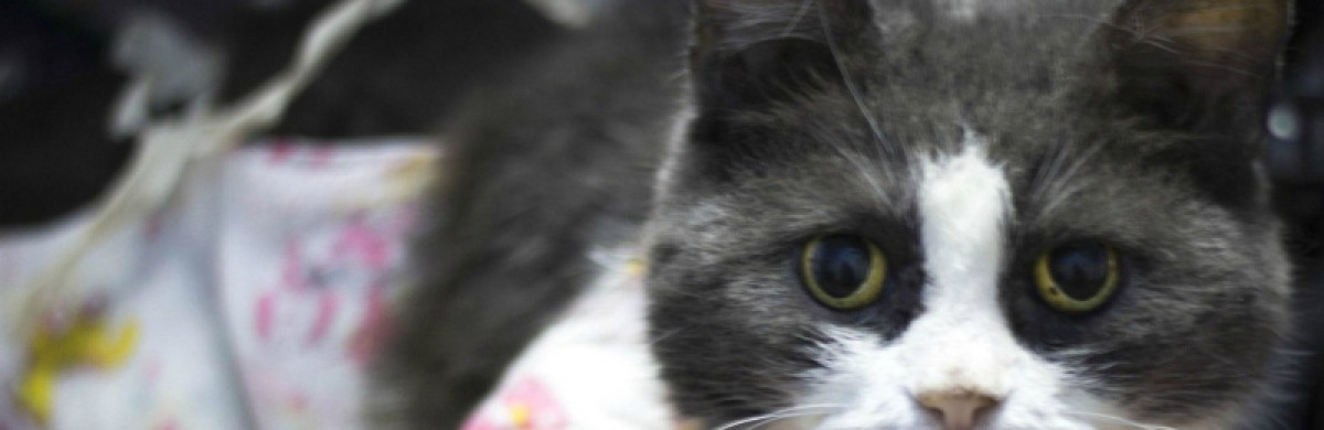 В Алматы проходит бесплатная стерилизация кошек