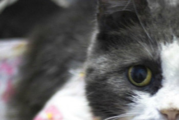 Фотография к новости: В Алматы проходит бесплатная стерилизация кошек