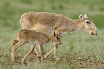 Фотография к новости: За сайгаками в Казахстане будут следить с помощью дрона