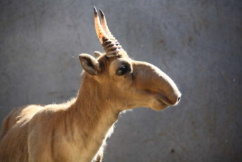 Фотография к новости: Зеркальную семиметровую статую сайгака установят в Костанае 
