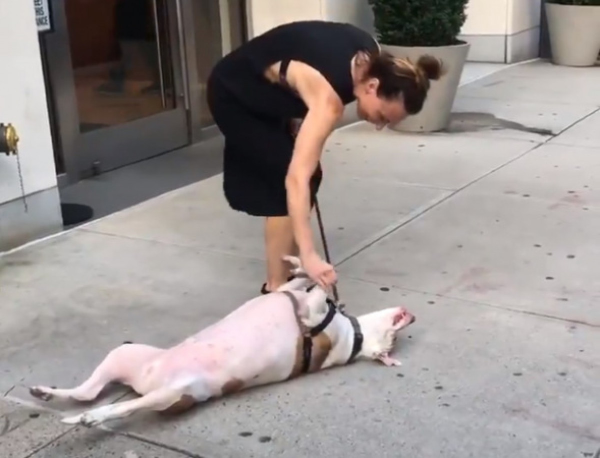 Пёс объявил бойкот хозяйке: Новый флешмоб распространяется по Сети